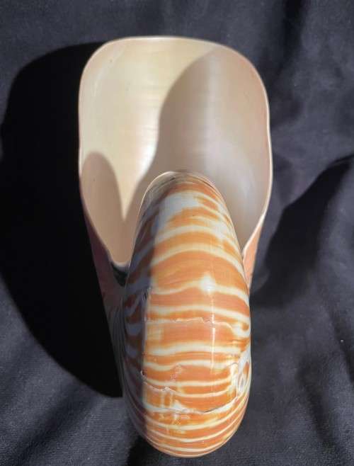 Nautilus Shell white. Chambered Nautilus Seashell 21 cm