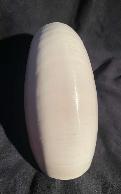 Nautilus Shell white. Chambered Nautilus Seashell 21 cm