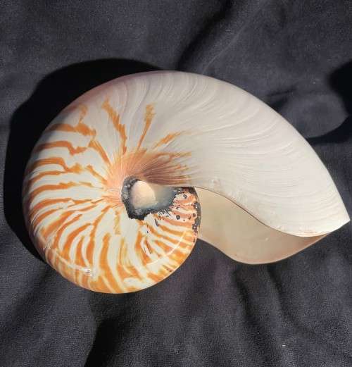 Nautilus Shell white. Chambered Nautilus Seashell 21 cm