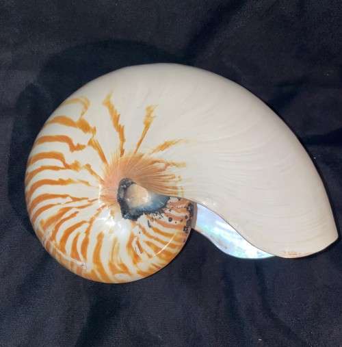 Nautilus Shell white. Chambered Nautilus Seashell 21 cm