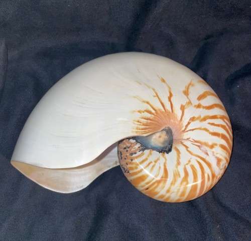 Nautilus Shell white. Chambered Nautilus Seashell 21 cm