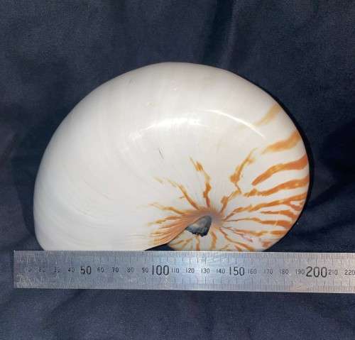 Nautilus Shell white. Chambered Nautilus Seashell 21 cm