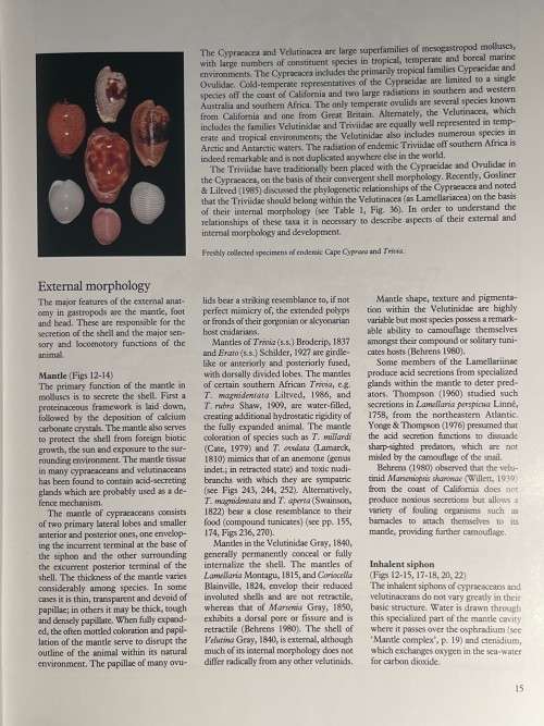 Cowries and Their Relatives of Southern Africa by William R Liltved 2nd Ed including the supplement
