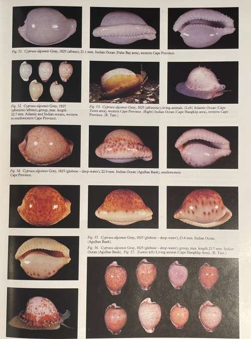 Cowries and Their Relatives of Southern Africa by William R Liltved 2nd Ed including the supplement