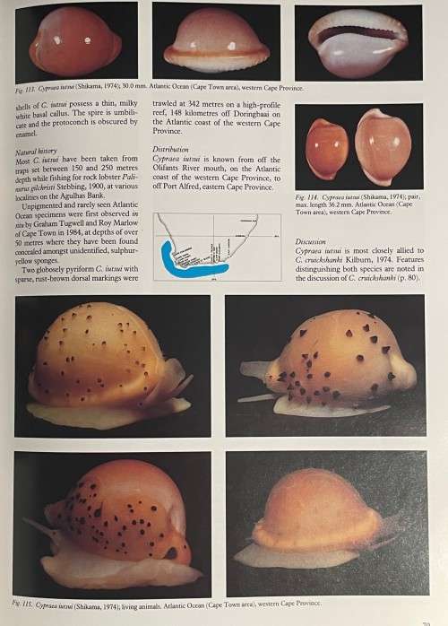 Cowries and Their Relatives of Southern Africa by William R Liltved 2nd Ed including the supplement