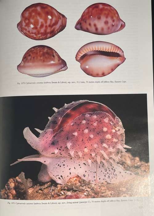 Cowries and Their Relatives of Southern Africa by William R Liltved 2nd Ed including the supplement