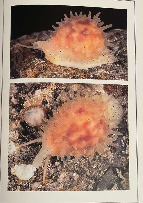 Cowries and Their Relatives of Southern Africa by William R Liltved 2nd Ed including the supplement