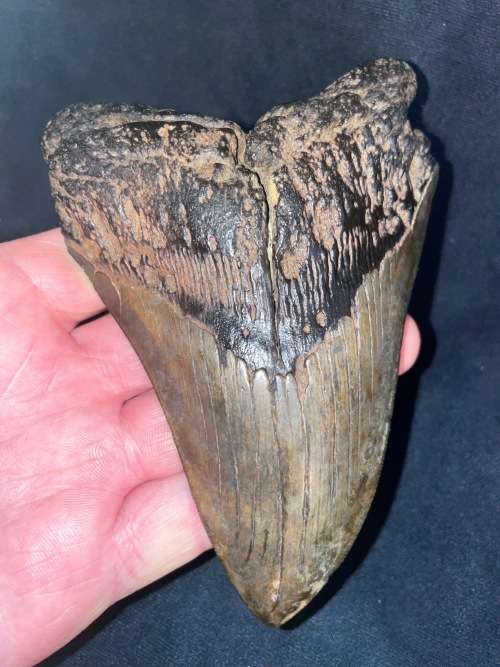 Fossil Shark Tooth Carcharodon Megalodon Great white Shark Ocean Monster Size 15 cm