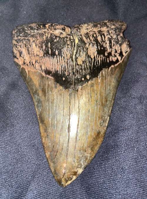 Fossil Shark Tooth Carcharodon Megalodon Great white Shark Ocean Monster Size 15 cm