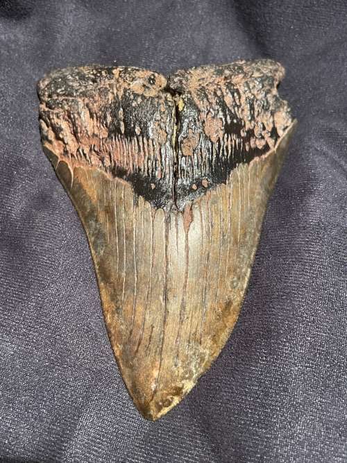Fossil Shark Tooth Carcharodon Megalodon Great white Shark Ocean Monster Size 15 cm