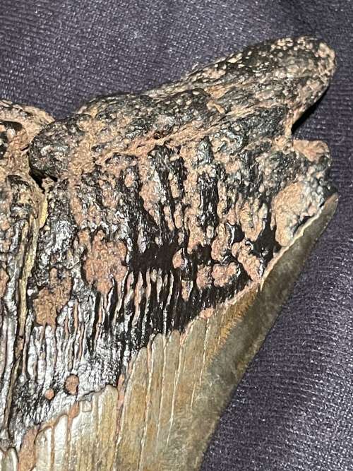 Fossil Shark Tooth Carcharodon Megalodon Great white Shark Ocean Monster Size 15 cm
