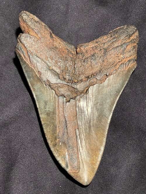 Fossil Shark Tooth Carcharodon Megalodon Great white Shark Ocean Monster Size 15 cm