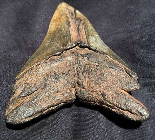 Fossil Shark Tooth Carcharodon Megalodon Great white Shark Ocean Monster Size 15 cm