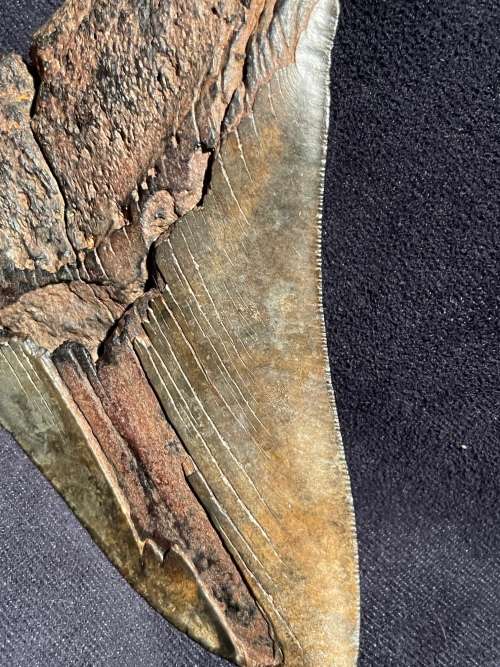 Fossil Shark Tooth Carcharodon Megalodon Great white Shark Ocean Monster Size 15 cm