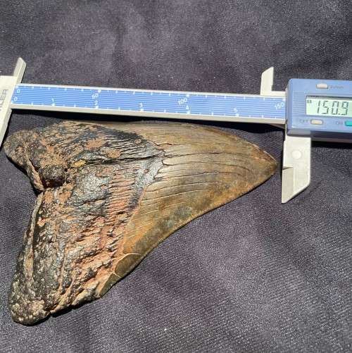 Fossil Shark Tooth Carcharodon Megalodon Great white Shark Ocean Monster Size 15 cm