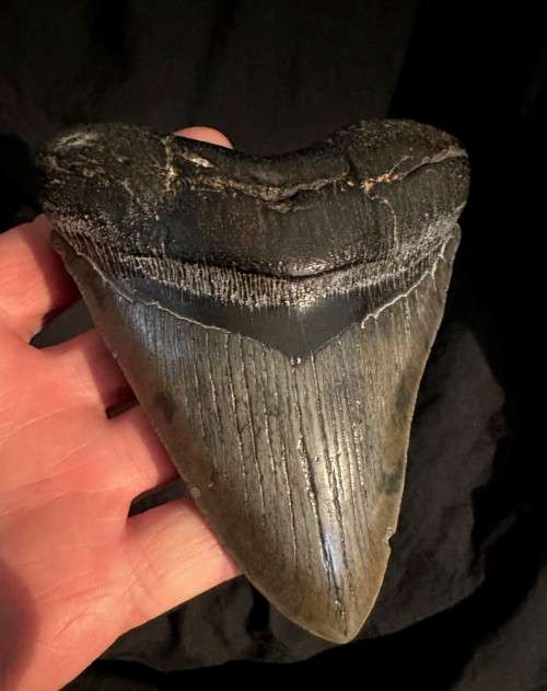 Fossil Shark Tooth Carcharodon Megalodon Great white Shark Ocean Monster Size 13 cm