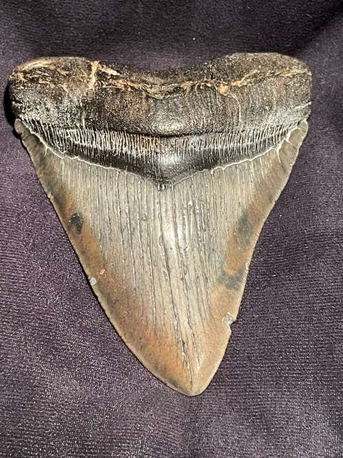 Fossil Shark Tooth Carcharodon Megalodon Great white Shark Ocean Monster Size 13 cm