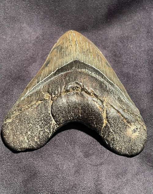 Fossil Shark Tooth Carcharodon Megalodon Great white Shark Ocean Monster Size 13 cm