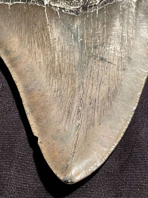 Fossil Shark Tooth Carcharodon Megalodon Great white Shark Ocean Monster Size 13 cm