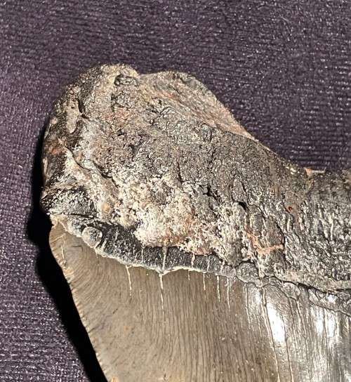 Fossil Shark Tooth Carcharodon Megalodon Great white Shark Ocean Monster Size 13 cm