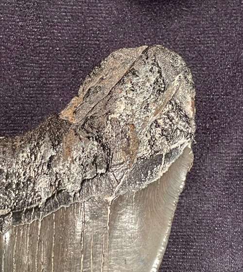 Fossil Shark Tooth Carcharodon Megalodon Great white Shark Ocean Monster Size 13 cm