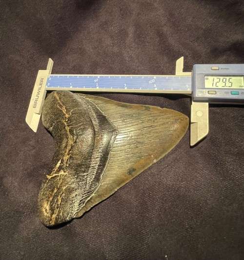 Fossil Shark Tooth Carcharodon Megalodon Great white Shark Ocean Monster Size 13 cm