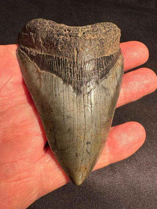 Fossil shark tooth Carcharodon Megalodon Great white Shark. 10 cm