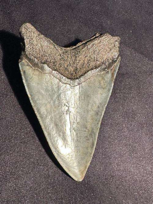 Fossil shark tooth Carcharodon Megalodon Great white Shark. 10 cm