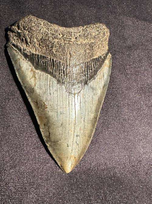 Fossil shark tooth Carcharodon Megalodon Great white Shark. 10 cm