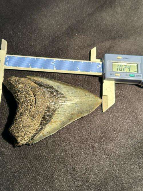 Fossil shark tooth Carcharodon Megalodon Great white Shark. 10 cm