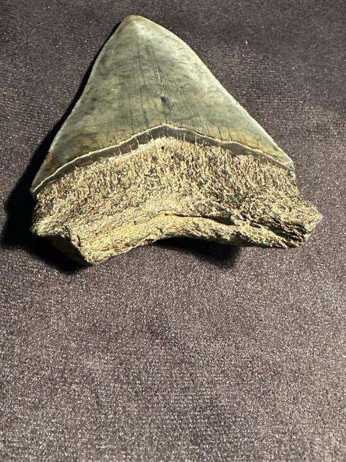 Fossil shark tooth Carcharodon Megalodon Great white Shark. 10 cm