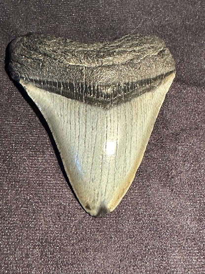 Fossil shark tooth Carcharodon Megalodon Great white Shark. 8.9 cm