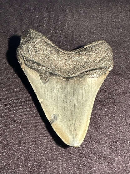Fossil shark tooth Carcharodon Megalodon Great white Shark. 8.9 cm