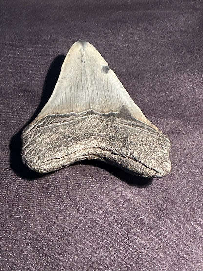 Fossil shark tooth Carcharodon Megalodon Great white Shark. 8.9 cm
