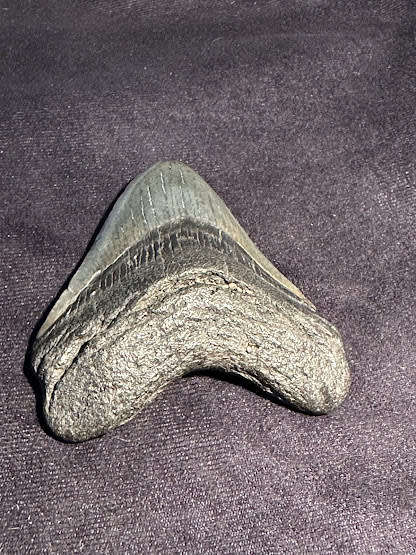 Fossil shark tooth Carcharodon Megalodon Great white Shark. 8.9 cm