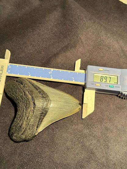 Fossil shark tooth Carcharodon Megalodon Great white Shark. 8.9 cm