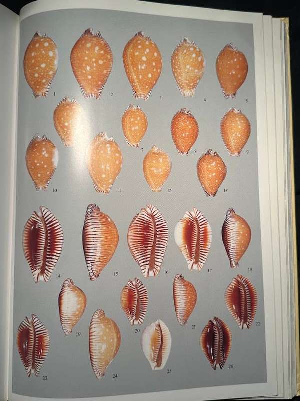 A Guide to Worldwide Cowries