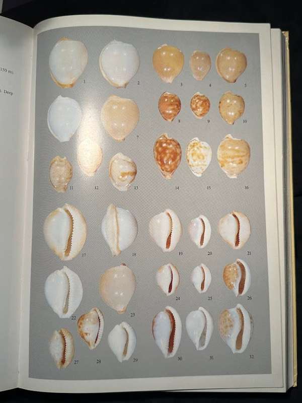 A Guide to Worldwide Cowries