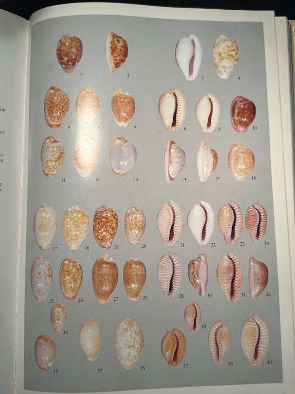 A Guide to Worldwide Cowries