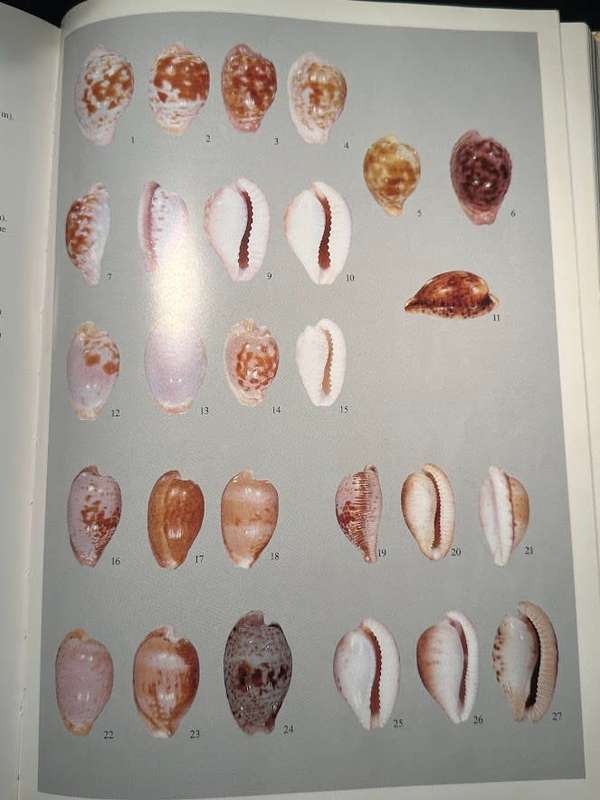 A Guide to Worldwide Cowries