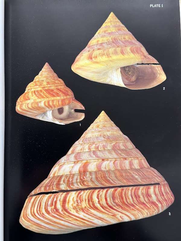 World Seashells of Rarity and Beauty
