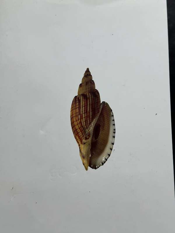 World Seashells of Rarity and Beauty