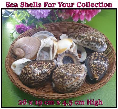 Sea Shells Just for You