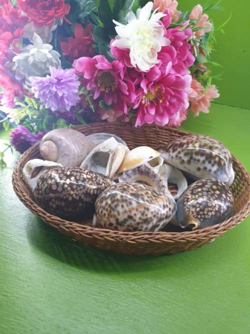 Sea Shells Just for You
