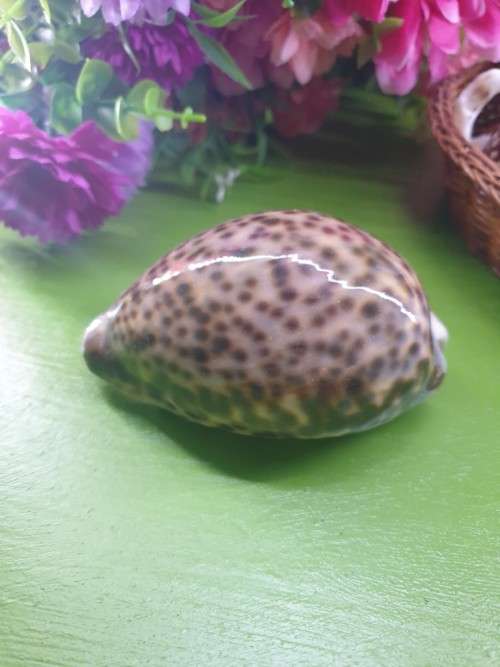 Sea Shells Just for You