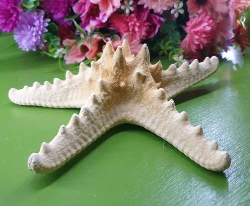 Sea Star Just for You