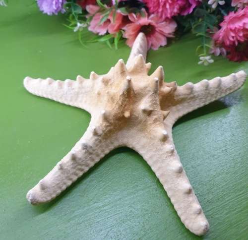 Sea Star Just for You