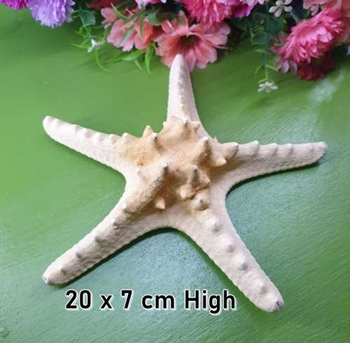 Sea Star Just for You