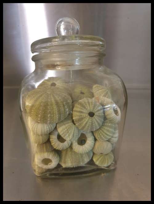 Green Sea Urchins  with glass Jar