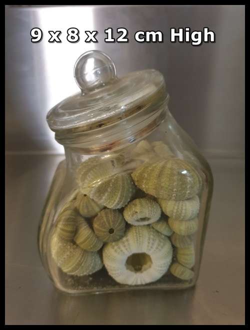 Green Sea Urchins  with glass Jar